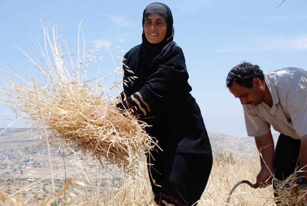 Producteurs d'huile d'olive de Palestine dans leurs champs